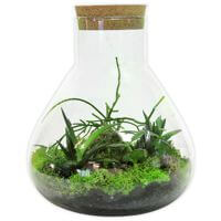 Terrariums